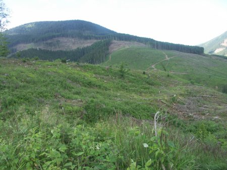 Лысые Карпаты: путешественники шокировали масштабами катастрофы (ФОТО)