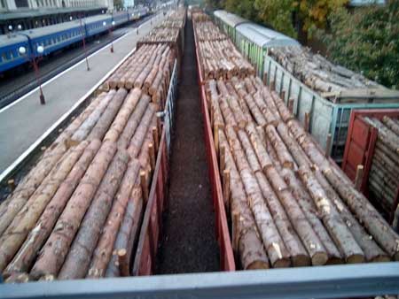 З Прикарпаття й надалі продовжують вивозити ліс цілими ешелонами