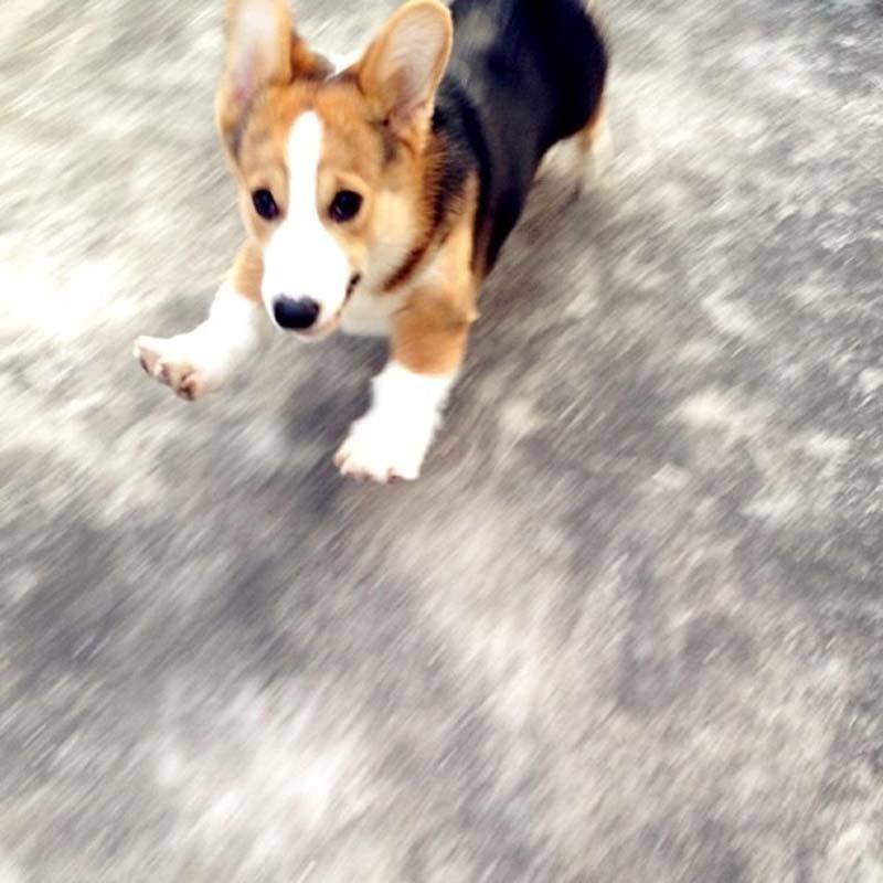 vesyolayasobaka 3 Самая эмоциональная собака на Instagram