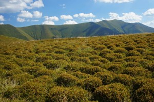 Кущі чорниці на Боржаві