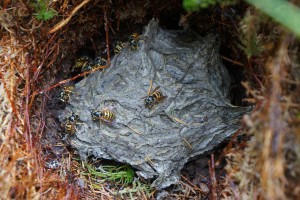Осине гніздо на стежці