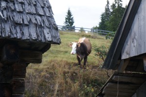 Гірська корова