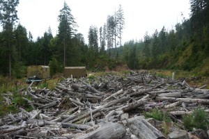 Лісозаготівельна ділянка, Аршиця