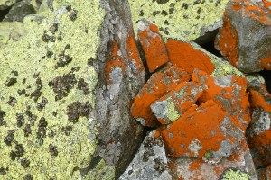 Горганські камені