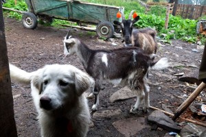 Жителі кошари