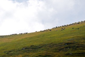 Вівці йдуть краєм неба