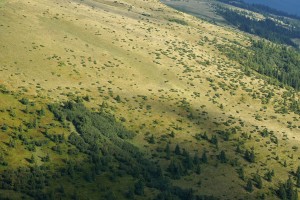 Бородавки кущів ялівцю на схилі Петроса