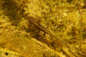 Знайдіть тритона