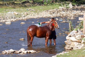 Купання карпатського коня