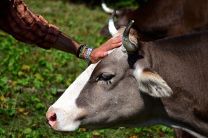 Священна корова, полонина Менчул