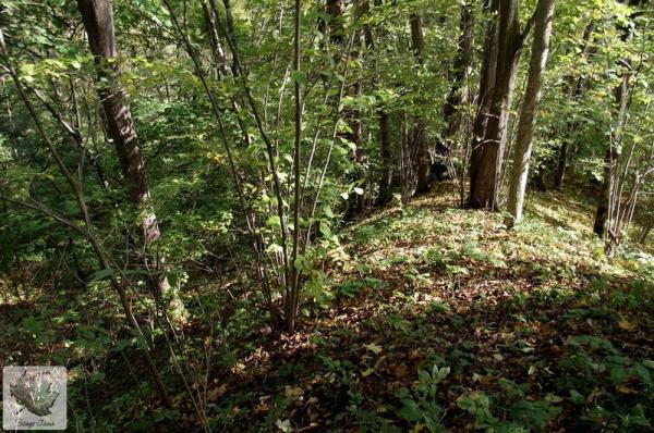 photo_thumber (1)