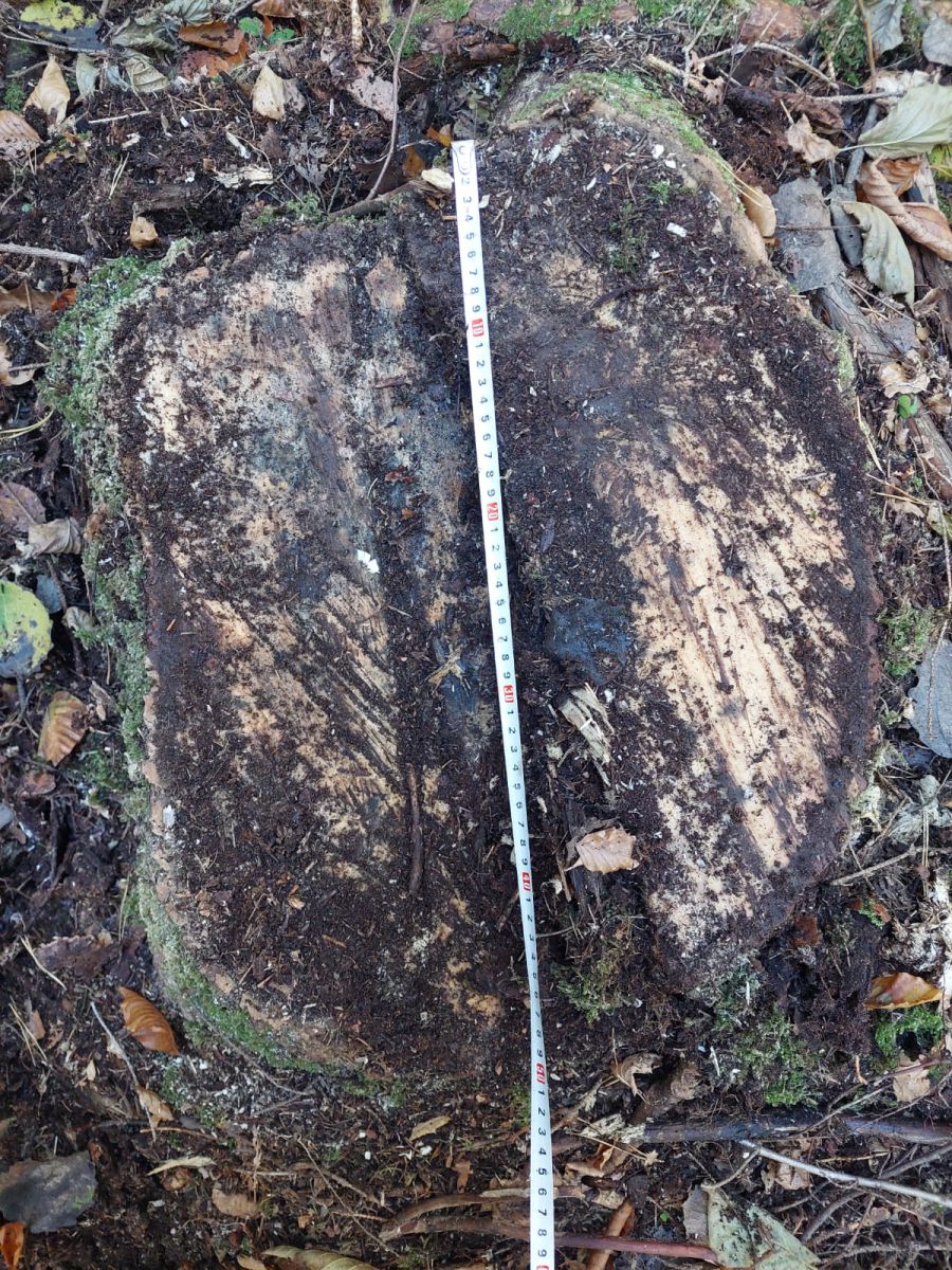 Космацьке лісництво Філії "Кутське лісове господарство": зафіксована шкода природі на мільйони