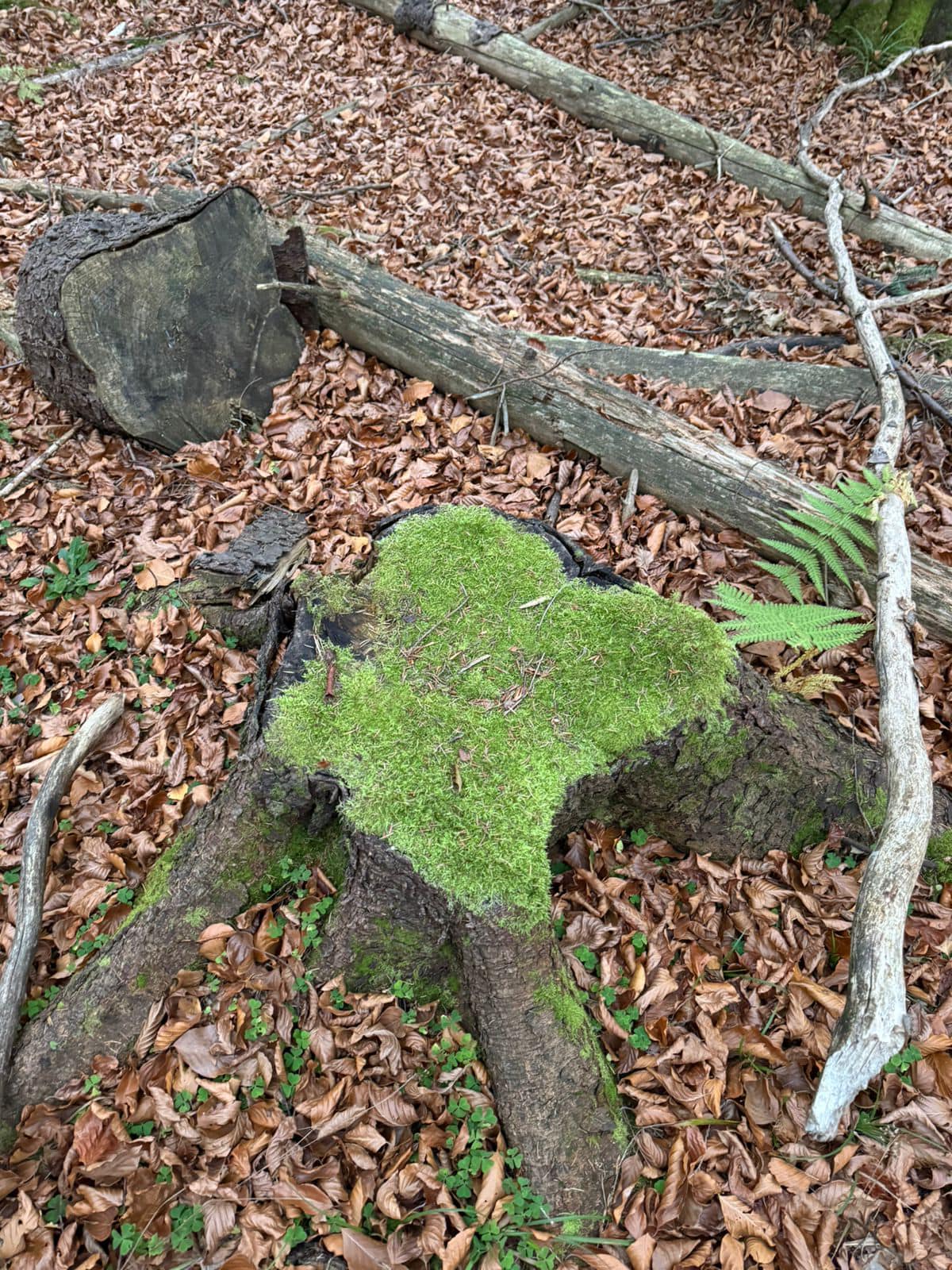 Незаконна рубка